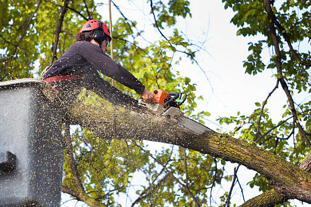 Best Tree Mulching  in Kershaw, SC